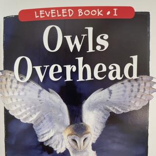 RAZ LevelI 504 - Owls Overhead