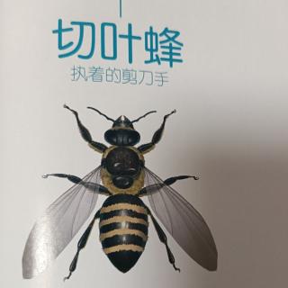 《法布尔昆虫记》切叶蜂