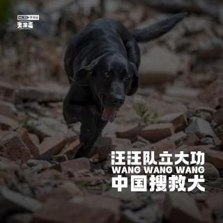 vol.261 汪汪队立大功：中国搜救犬