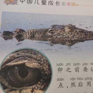 鳄鱼