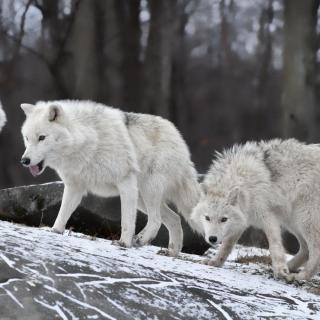 小狗丹尼尔127集 狼之谷的第一场雪-重写版丨动物西游