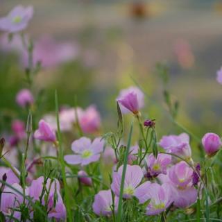 百合花开 初心坚守 作者 谭旭颖