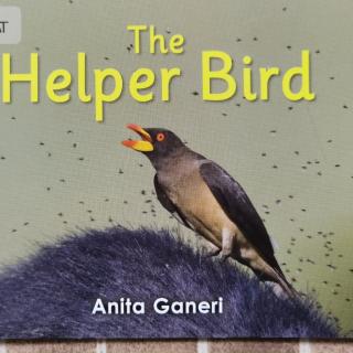 Big Cat-The Helper bird