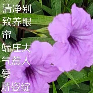 音乐的魅力——佚名/文，梅花/朗读