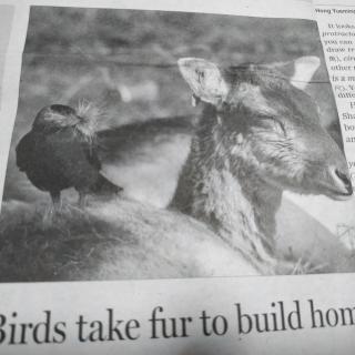 Birds take fur to build homes