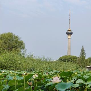 合诵《初夏.遇见》作者：阿杜