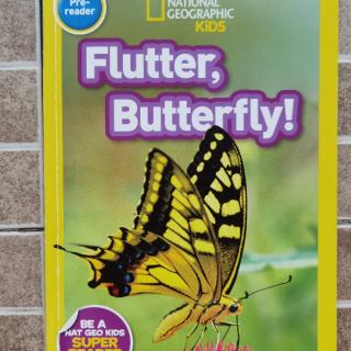 Flutter Butterly