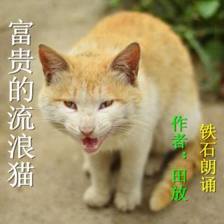 《富贵的流浪猫》作者：田放