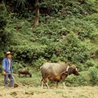 山间垦荒