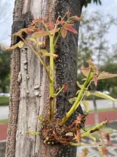 小银和我 节选（5）文：希梅内斯