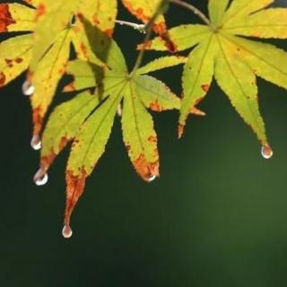 若欣《倚楼听秋雨……》＋天乐