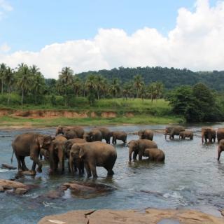12月22日百科知识:亚洲象和非洲象的区别。