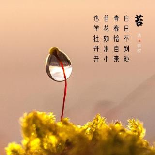 49.苔 袁枚