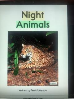 Night Animals