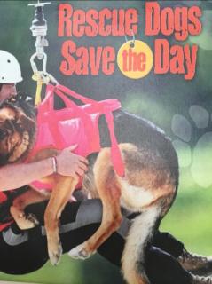 Rescue Dogs Save the Day