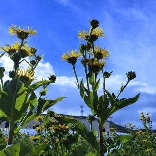 芸芸众生 我只要你