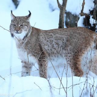 小狗丹尼尔137集 狼群死敌！猞猁哈勒-重写版丨动物西游