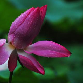 雨荷  张晓风