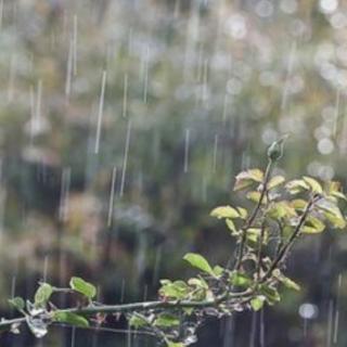 [看雨]《作者：南山秋色》