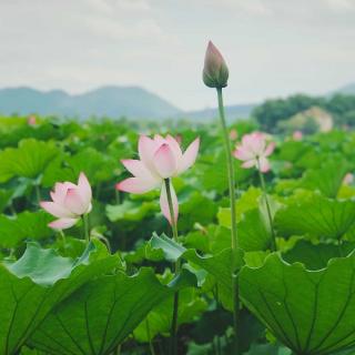 《野荷》节选（舒珊）