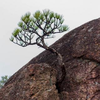 《石缝里的小树》作者  王谨  朗诵 强莉