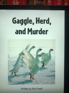 Gaggle Herd and Murder