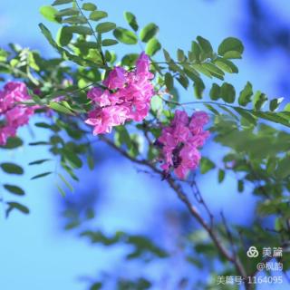 何春雨《姐姐》诵读：笑颜