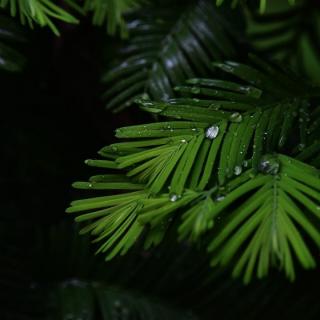 [白噪音]夏夜细雨