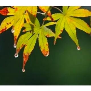 合诵《秋雨落在我心里》作者欧阳文，朗诵：竹海