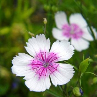 世间花一朵  文/王晓晨 - 杨茹爱读书