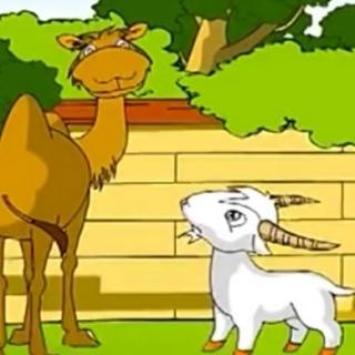 骆驼和羊