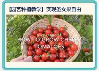 How to grow cherry tomatoes🍅如何种小番茄