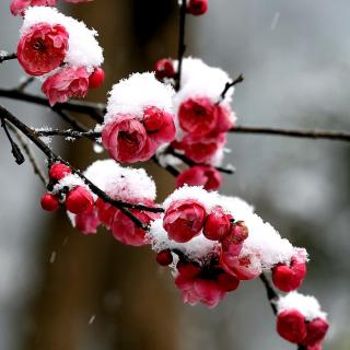 有感《梅闻雪香》