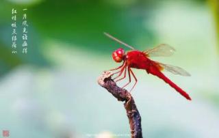 《红蜻蜓》