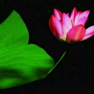 同理心，是心灵最美丽的花