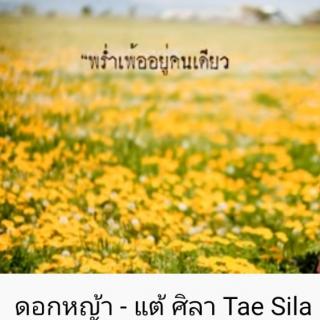 ดอกหญ้า - แต้ ศิลา Tae Sila