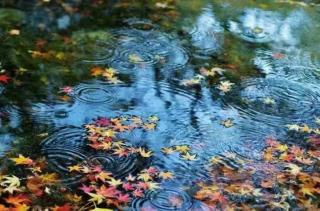 秋雨，是一叶流泪的诗