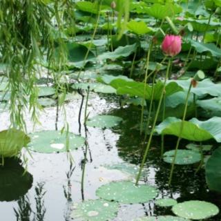 《等你，在雨中》作者：余光中