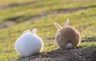 胎教故事29：兔子的尾巴的故事20210901