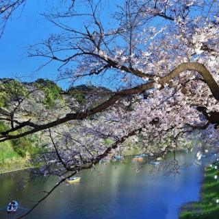 千钟醉，花开笑扬眉……鹤鸣