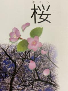 Annie读绘本一102《sakura》