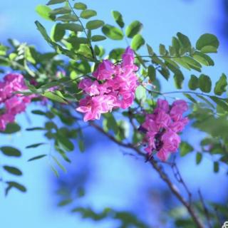 李忠清《夏思》诵读：笑颜