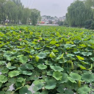 “荷”你相遇，“花”了一辈子的运气