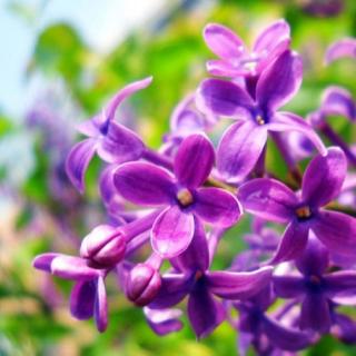 《一株紫丁香》
