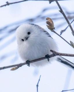 为什么鸟不长牙齿