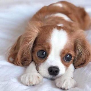 世界上最可爱的小狗 2021.9.13金字塔美糖国际幼儿园晚安故事