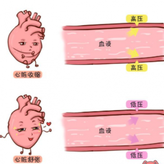 心血管系统深度讲解 林海峰 下