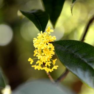 汪曾祺《人间草木》北京的秋花篇:桂花