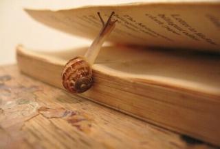 【晚安故事485】《从一本书里我认识了一只蜗牛》