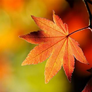 《秋天的枫叶》— 林清玄